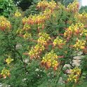 Caesalpinia gilliesii